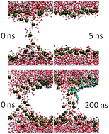 Graphical abstract: Effect of arginine-rich cell penetrating peptides on membrane pore formation and life-times: a molecular simulation study