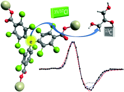 Graphical abstract: The 13C solid DNP mechanisms with perchlorotriphenylmethyl radicals – the role of 35,37Cl