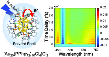 Graphical abstract: Ultrafast relaxation dynamics of phosphine-protected, rod-shaped Au20 clusters: interplay between solvation and surface trapping