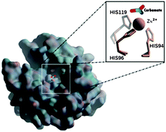 Graphical abstract: Insight into the promiscuous activity of human carbonic anhydrase against the cyanic acid substrate from a combined QM and QM/MM investigation