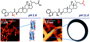 Graphical abstract: On the self-assembly of a tryptophan labeled deoxycholic acid