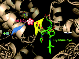 Graphical abstract: Interaction of gold nanoclusters with IR light emitting cyanine dyes: a systematic fluorescence quenching study