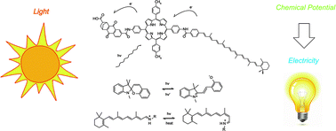 Graphical abstract: Creating electrochemical gradients by light: from bio-inspired concepts to photoelectric conversion