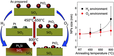 Graphical abstract: An in situ transmission electron microscopy study of sintering and redispersion phenomena over size-selected metal nanoparticles: environmental effects