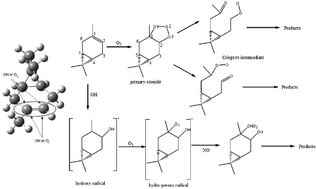 Graphical abstract: Theoretical study of Δ-3-(+)-carene oxidation