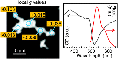 Graphical abstract: Circularly polarized luminescence from individual microstructures of conjugated polymer aggregates with solvent-induced chirality