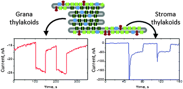 Graphical abstract: Thylakoid direct photobioelectrocatalysis: utilizing stroma thylakoids to improve bio-solar cell performance