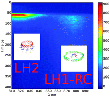 Graphical abstract: Ultrafast excited state processes in Roseobacter denitrificans antennae: comparison of isolated complexes and native membranes