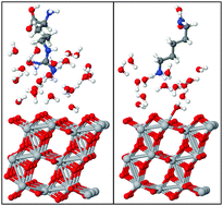 Graphical abstract: Water driven adsorption of amino acids on the (101) anatase TiO2 surface: an ab initio study