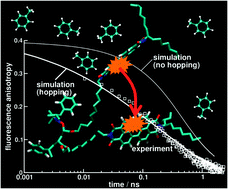 Graphical abstract: Unravelling the conformations of di-(perylene bisimide acrylate) by combining time-resolved fluorescence-anisotropy experiments and molecular modelling