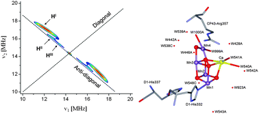 Graphical abstract: The structure and activation of substrate water molecules in Sr2+-substituted photosystem II