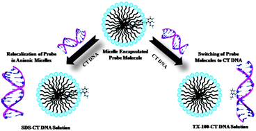 Graphical abstract: Spectroscopic investigation of the binding interactions of a membrane potential molecule in various supramolecular confined environments: contrasting behavior of surfactant molecules in relocation or release of the probe between nanocarriers and DNA surface
