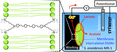 Graphical abstract: The conjugated oligoelectrolyte DSSN+ enables exceptional coulombic efficiency via direct electron transfer for anode-respiring Shewanella oneidensis MR-1—a mechanistic study