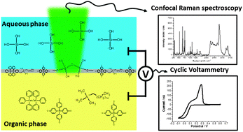 Graphical abstract: Interfacial processes studied by coupling electrochemistry at the polarised liquid–liquid interface with in situ confocal Raman spectroscopy