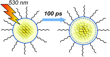 Graphical abstract: Probing the dynamics of plasmon-excited hexanethiol-capped gold nanoparticles by picosecond X-ray absorption spectroscopy