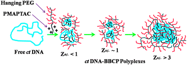 Graphical abstract: Interaction between calf thymus DNA and cationic bottle-brush copolymers: equilibrium and stopped-flow kinetic studies