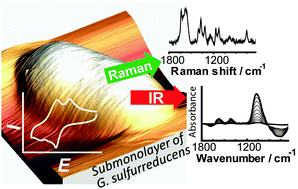 Graphical abstract: An in situ surface electrochemistry approach towards whole-cell studies: the structure and reactivity of a Geobacter sulfurreducens submonolayer on electrified metal/electrolyte interfaces