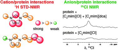 Graphical abstract: Epitope mapping of imidazolium cations in ionic liquid–protein interactions unveils the balance between hydrophobicity and electrostatics towards protein destabilisation