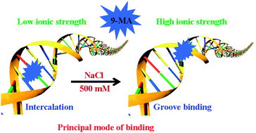 Graphical abstract: Spectroscopic and viscometric elucidation of the interaction between a potential chloride channel blocker and calf-thymus DNA: the effect of medium ionic strength on the binding mode