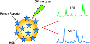 Graphical abstract: 1064 nm SERS of NIR active hollow gold nanotags