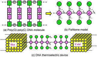 Graphical abstract: Enhancement of the thermoelectric figure of merit in DNA-like systems induced by Fano and Dicke effects