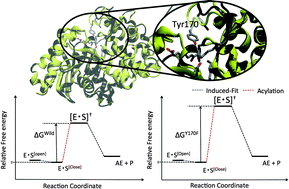 Graphical abstract: Unraveling the degradation of artificial amide bonds in nylon oligomer hydrolase: from induced-fit to acylation processes