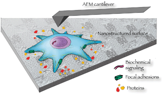 Graphical abstract: Atomic force microscopy in biomaterials surface science