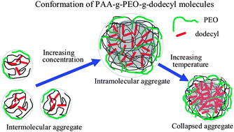 Graphical abstract: The chain conformation and relaxation dynamics of poly(acrylic acid)-graft-poly(ethylene oxide)-graft-dodecyl in water: effect of side-chains and distribution of counterions
