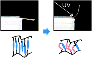 Graphical abstract: Depth-selective microscopic observation of a photomobile liquid crystal polymer under UV illumination