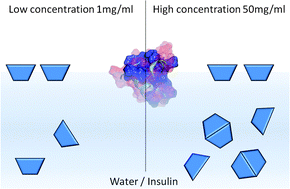 Graphical abstract: The structure of insulin at the air/water interface: monomers or dimers?