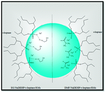 Graphical abstract: On the characterization of NaDEHP/n-heptane nonaqueous reverse micelles: the effect of the polar solvent