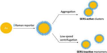 Graphical abstract: Gold and silver nanoparticle monomers are non-SERS-active: a negative experimental study with silica-encapsulated Raman-reporter-coated metal colloids