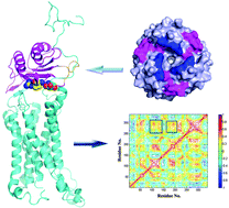 Graphical abstract: Exploring the binding mechanisms of MIF to CXCR2 using theoretical approaches