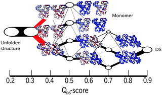 Graphical abstract: Dimer domain swapping versus monomer folding in apo-myoglobin studied by molecular simulations