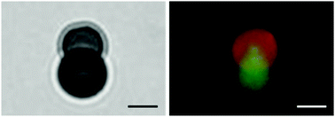 Graphical abstract: Laser-induced fast fusion of gold nanoparticle-modified polyelectrolyte microcapsules