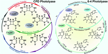 Graphical abstract: Dynamics and mechanisms of DNA repair by photolyase