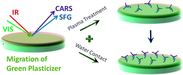 Graphical abstract: The molecular interfacial structure and plasticizer migration behavior of “green” plasticized poly(vinyl chloride)