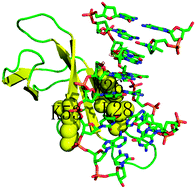 Graphical abstract: Insights into the effects of mutations on Cren7–DNA binding using molecular dynamics simulations and free energy calculations