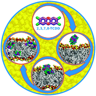 Graphical abstract: Hydrophobic aggregation and collective absorption of dioxin into lipid membranes: insights from atomistic simulations