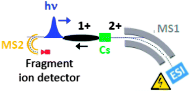 Graphical abstract: Gas-phase spectroscopy of singly reduced tris(bipyridine)ruthenium ions, Ru(bipy)3+