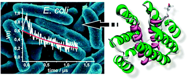 Graphical abstract: In vivo EPR on spin labeled colicin A reveals an oligomeric assembly of the pore-forming domain in E. coli membranes