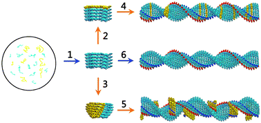 Graphical abstract: Interfacial interaction and lateral association of cross-seeding assemblies between hIAPP and rIAPP oligomers