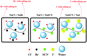 Graphical abstract: Hofmeister effect of salt mixtures on thermo-responsive poly(propylene oxide)