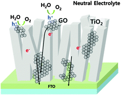 Graphical abstract: Improved photoelectrochemical water oxidation kinetics using a TiO2 nanorod array photoanode decorated with graphene oxide in a neutral pH solution