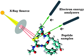 Graphical abstract: Tetrapeptide unfolding dynamics followed by core-level spectroscopy: a first-principles approach