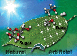 Graphical abstract: Photosynthesis: from natural to artificial