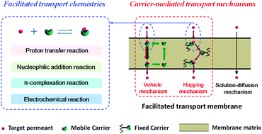 Graphical abstract: Facilitated transport of small molecules and ions for energy-efficient membranes