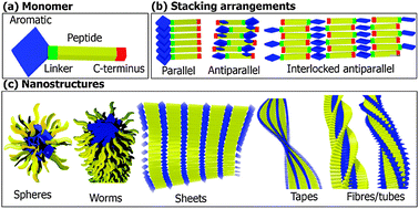 Graphical abstract: Design of nanostructures based on aromatic peptide amphiphiles