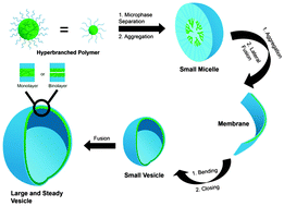 Graphical abstract: Dendritic nanocarriers based on hyperbranched polymers