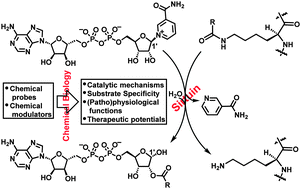 Graphical abstract: The chemical biology of sirtuins